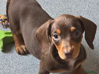 Miniature Dachshund dogs Stunning miniature dachshund puppies - Advert 8