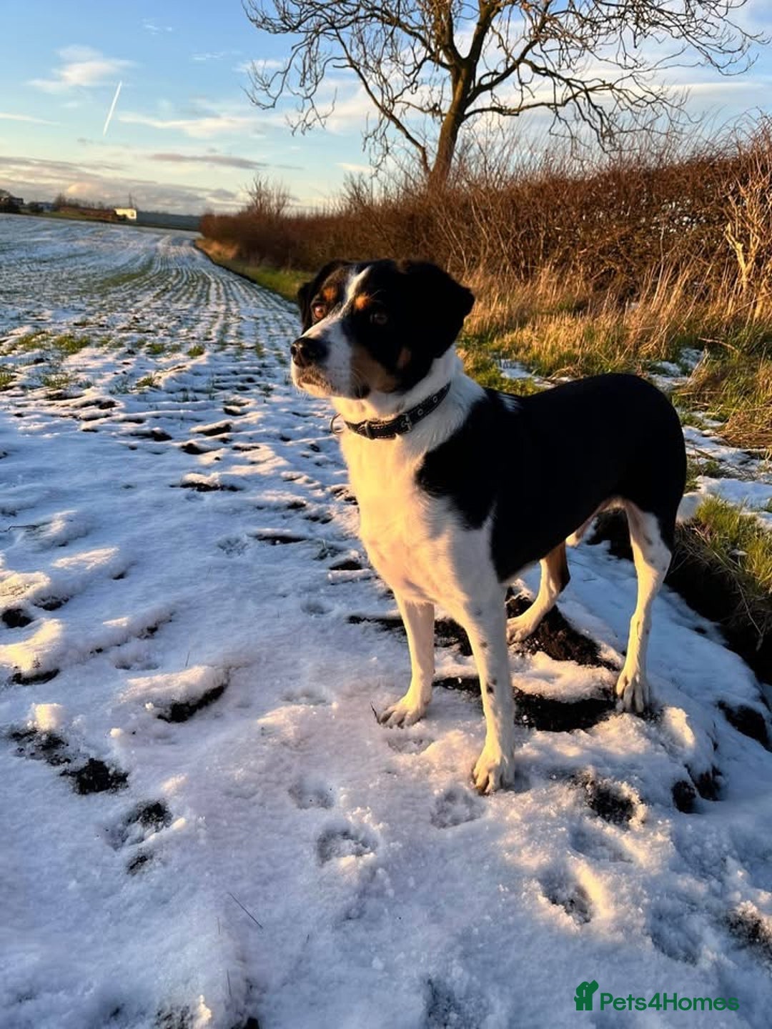 Mixed Breed dogs for adoption: Buddy 5 years old  - Advert 4