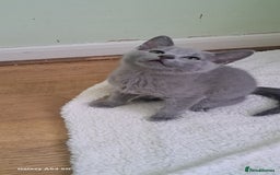 Russian Blue cats for sale: TICA 5* Pedigree Russian Blue Kittens - Image 20
