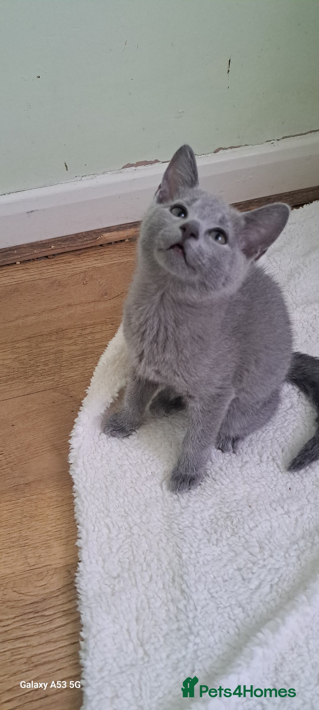 Russian Blue cats for sale: TICA 5* Pedigree Russian Blue Kittens - Image 20
