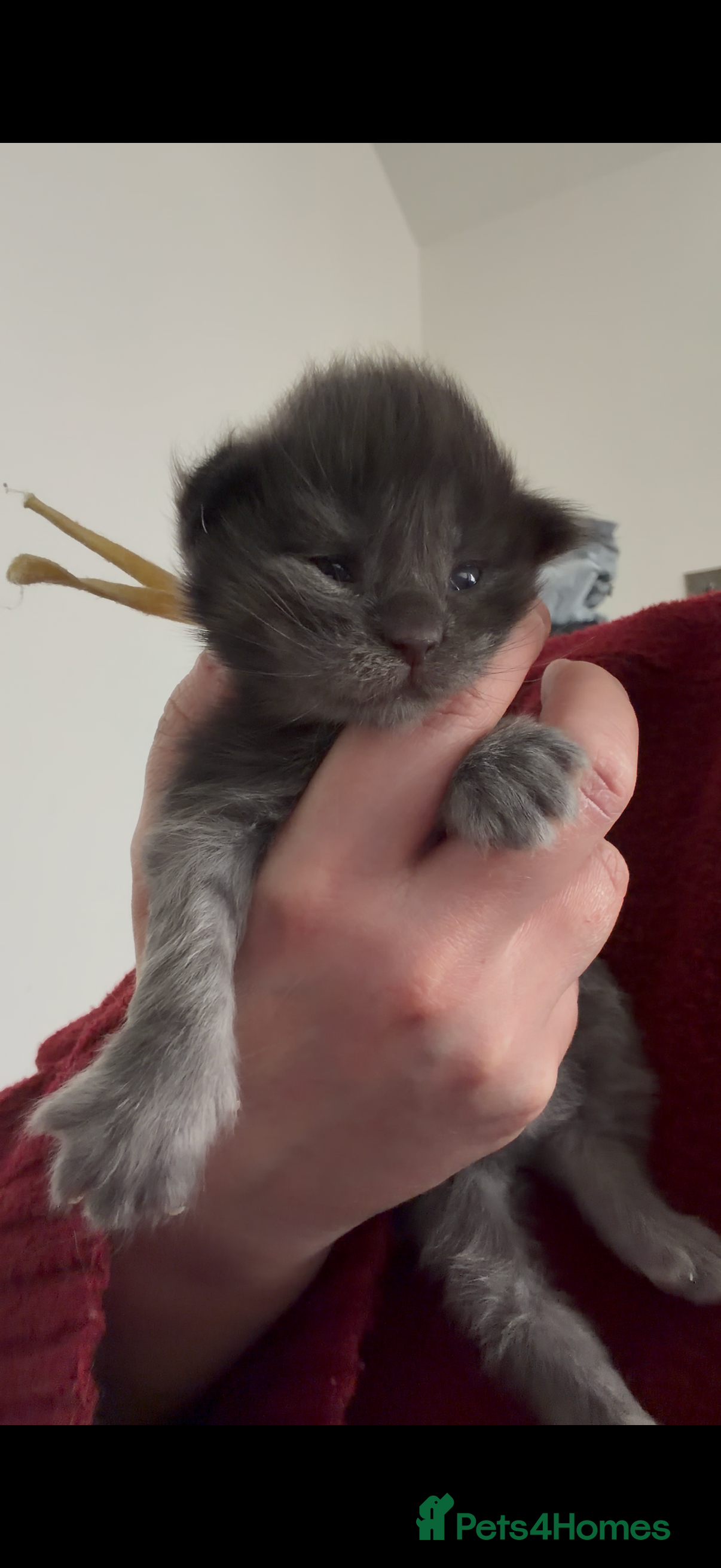 Maine Coon cats 2 Boys and 1 Girl - Advert 1