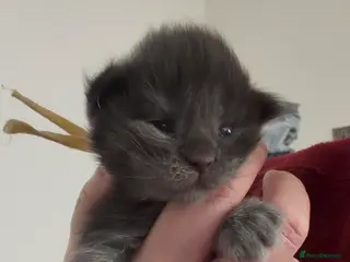 Maine Coon cats 2 Boys and 1 Girl - Advert 1