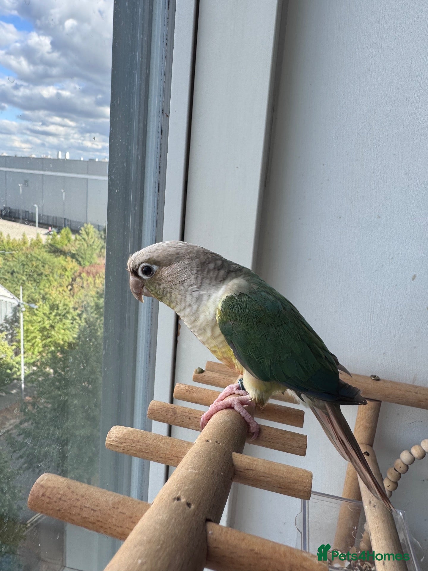 Conures birds Conure  - Advert 1