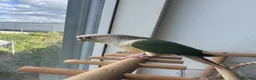 Conures birds for sale: Conure  in London - Advert 1