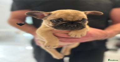 French Bulldog dogs - Advert 1