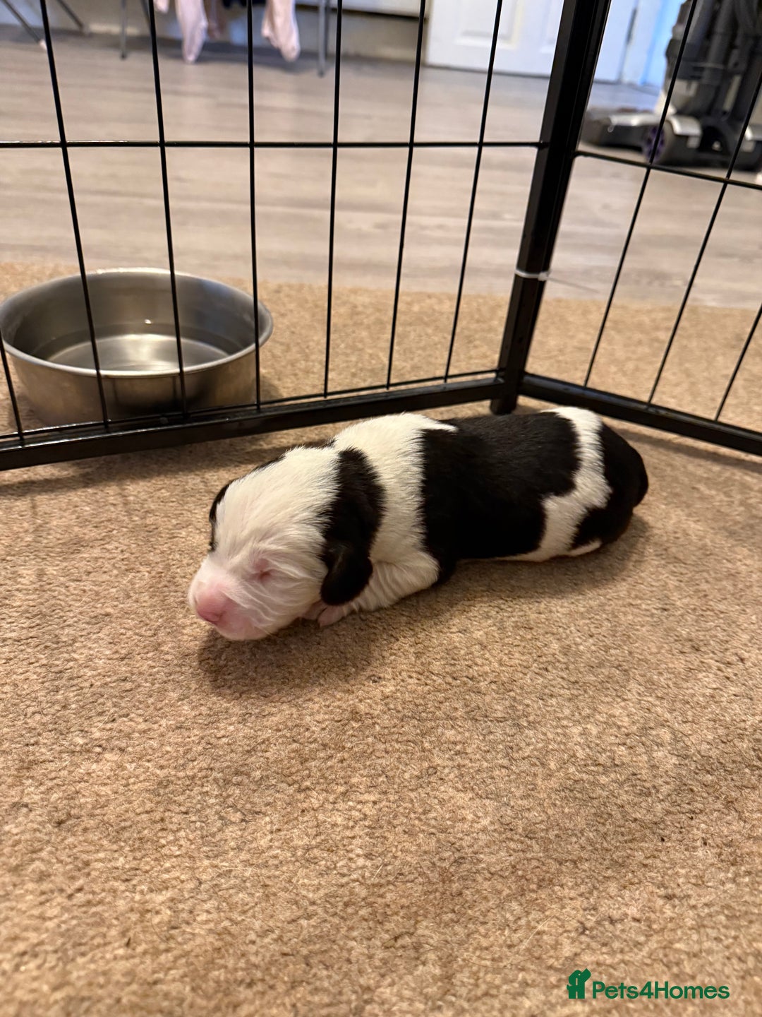 Cockerdor dogs for sale: Cocker spaniel/ Labrador puppies  - Advert 7