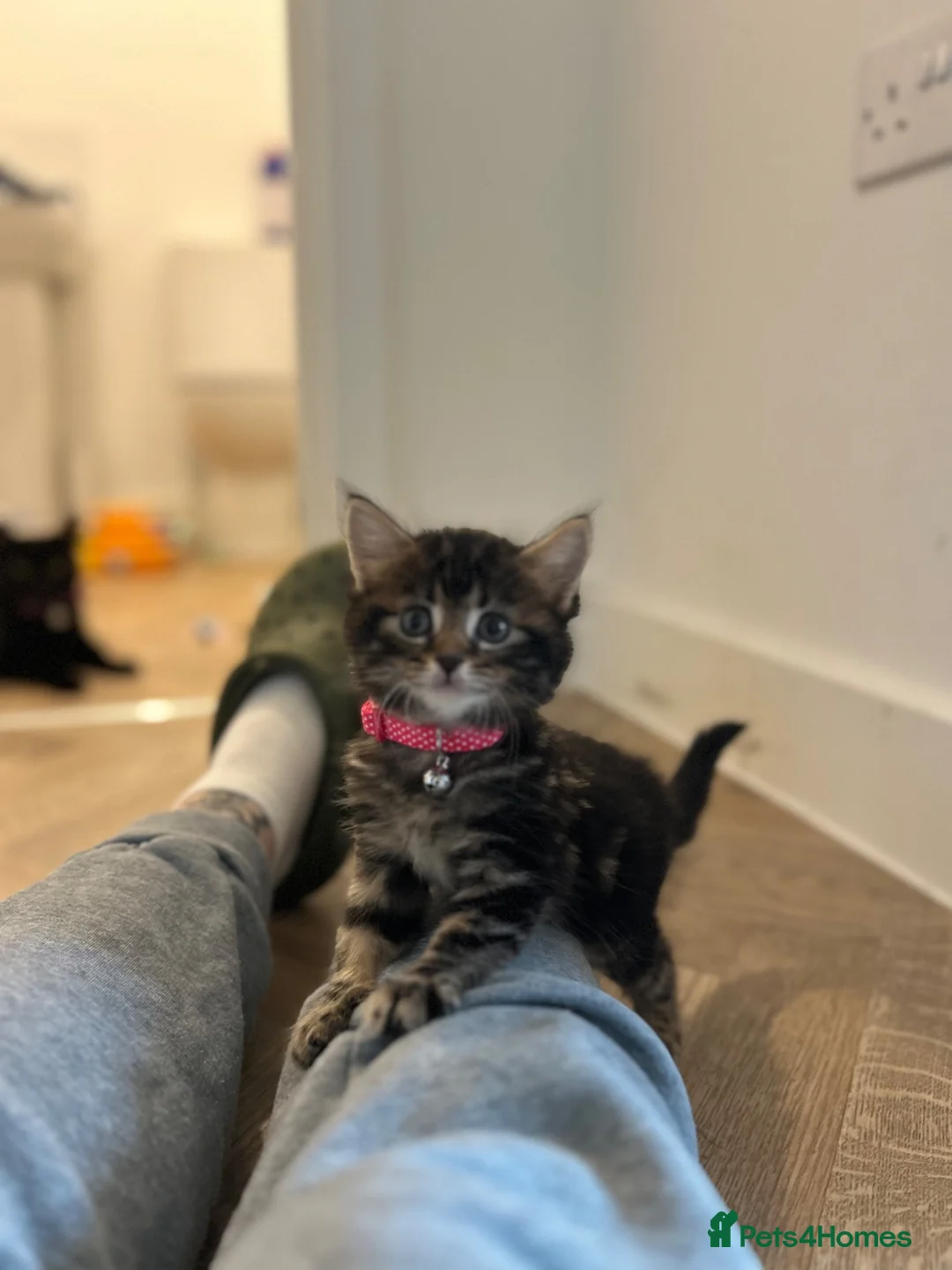 Mixed Breed cats for sale: fluffy tabby girl last one of the litter!!  - Advert 2