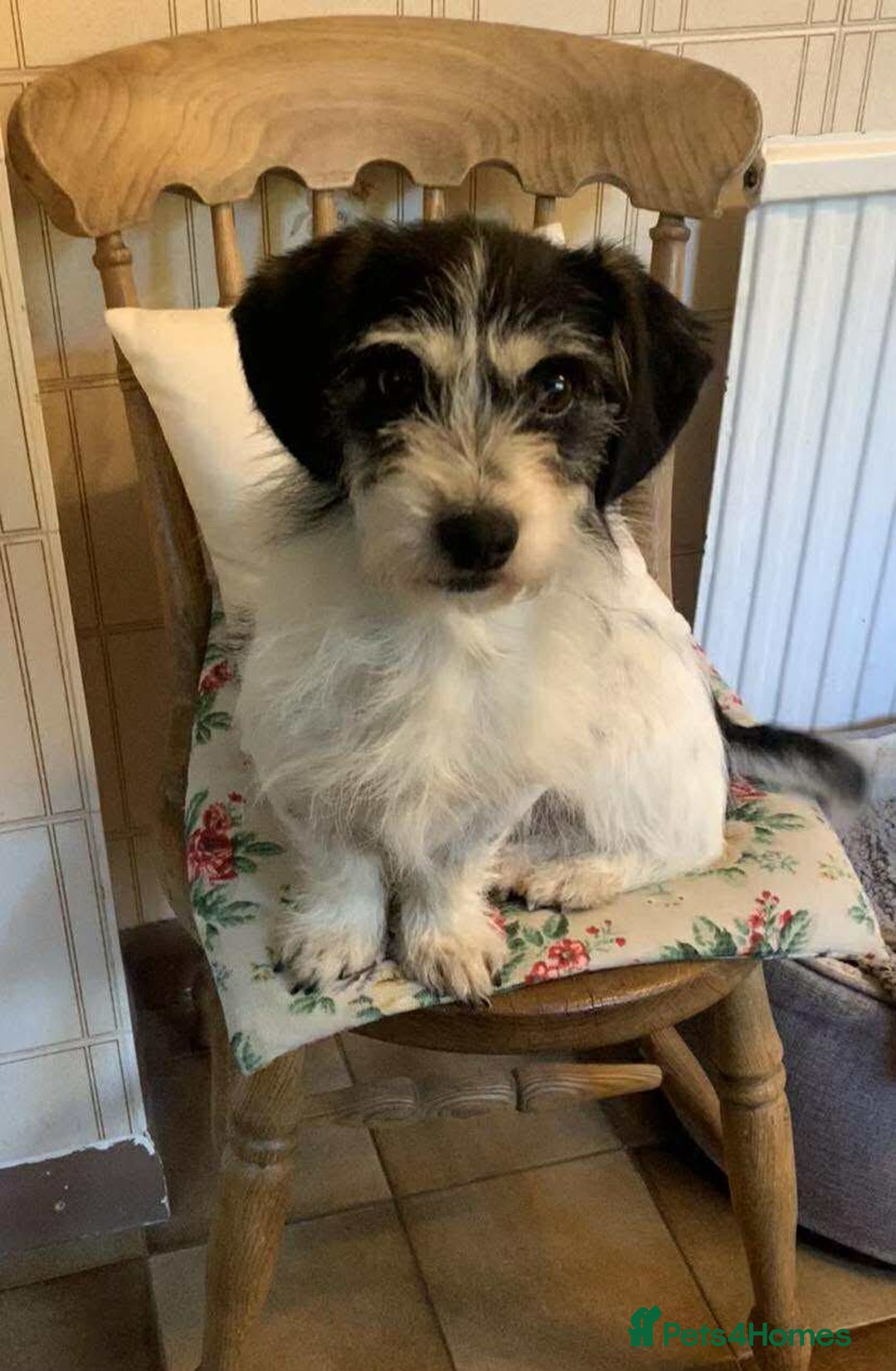 Mixed Breed dogs for adoption: ARIEL - FOR ADOPTION  - Advert 5