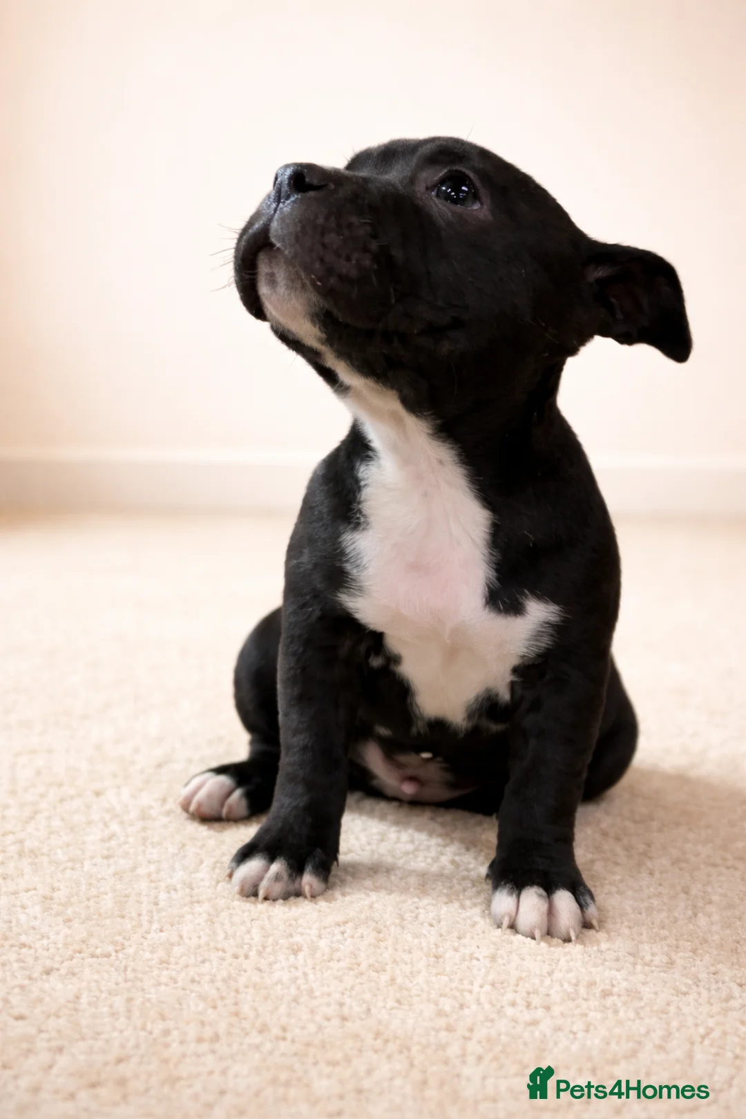 American Bully dogs for sale: ⭐️ 3/4 stunning Pocket bullys mix of colours ⭐️ - Advert 3