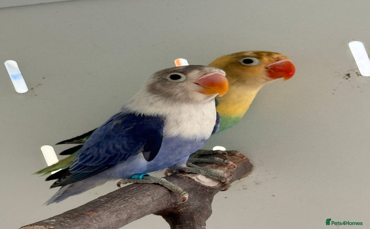 Lovebirds birds - Advert 8