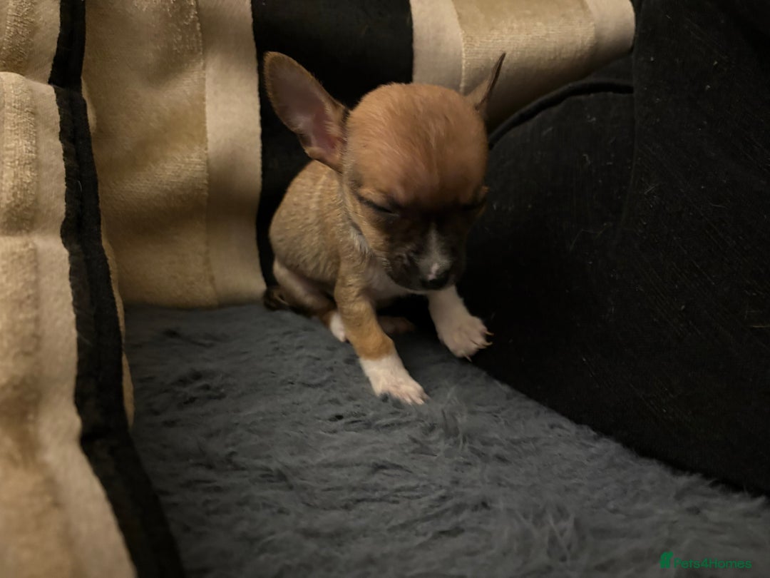 Mixed Breed dogs for sale: Jackawawa pups  - Advert 4