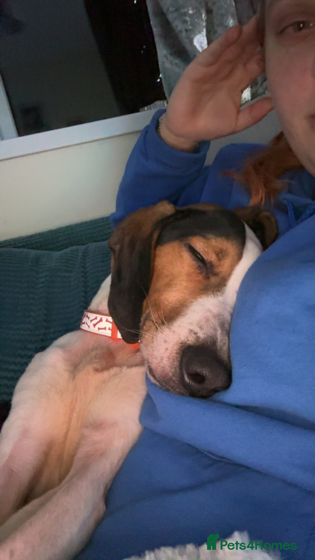 Foxhound dogs for sale: 2 year old foxhound male to a forever home - Advert 3