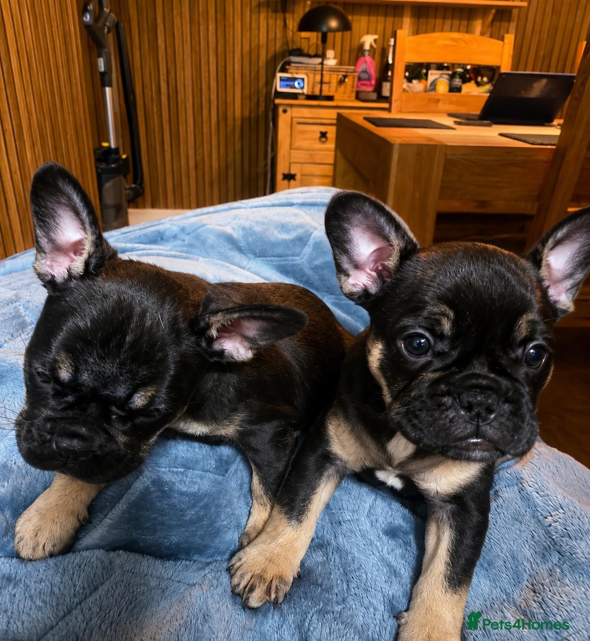 French Bulldog dogs FRENCH BULLDOG PUPPYS - Advert 15