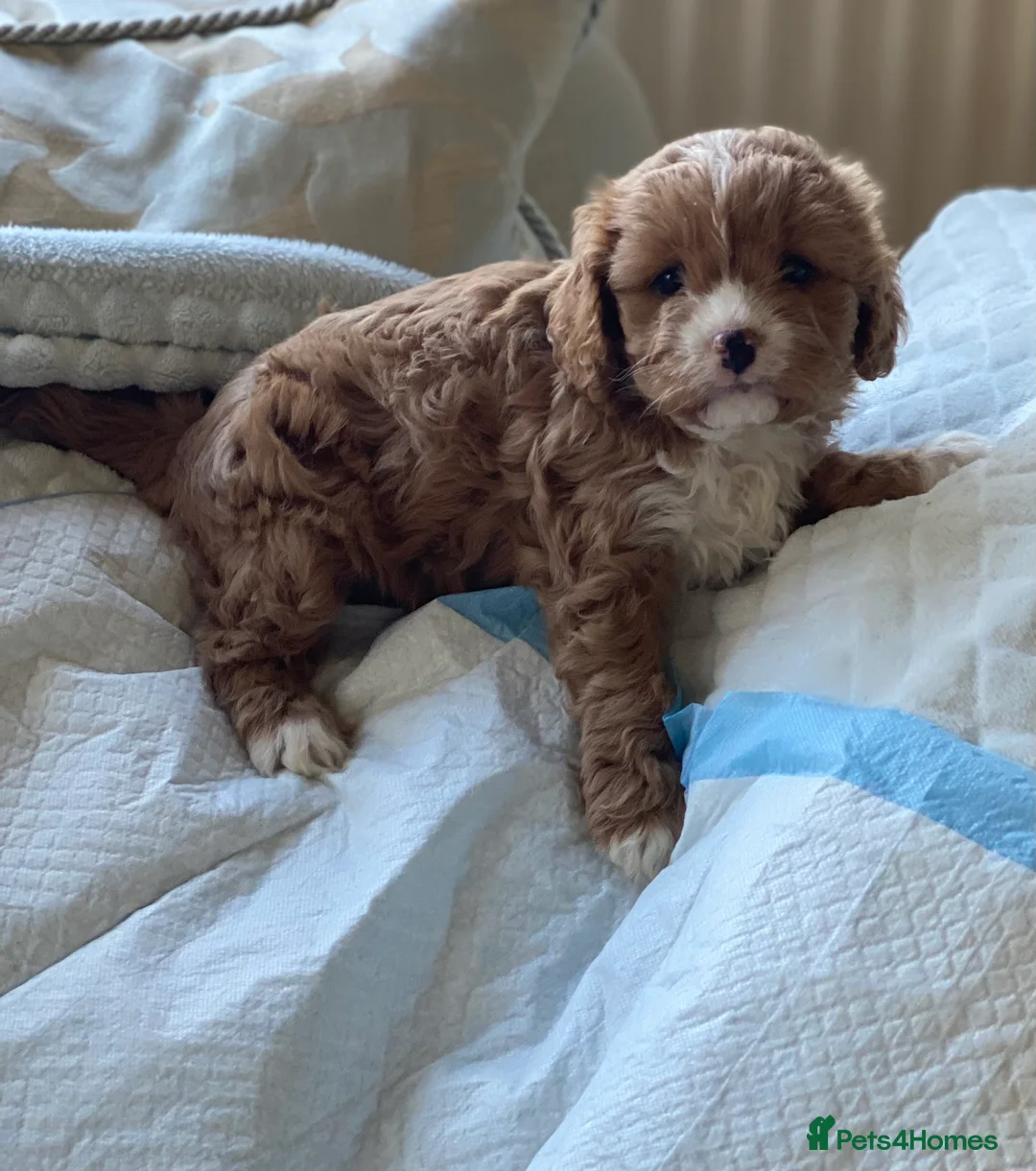 Cavapoo dogs for sale: Stunning F1 Cavapoo Girl Puppy - Advert 5