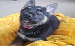 German Shepherd dogs for sale: BEAUTIFUL GERMAN SHEPHERD PUPS READY NOW - Image 21