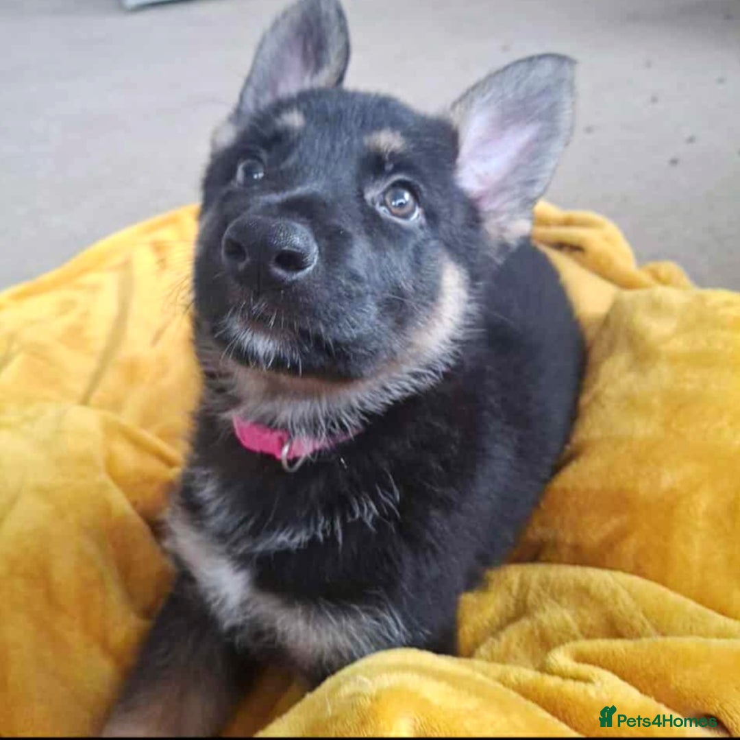 German Shepherd dogs for sale: BEAUTIFUL GERMAN SHEPHERD PUPS READY NOW - Image 21