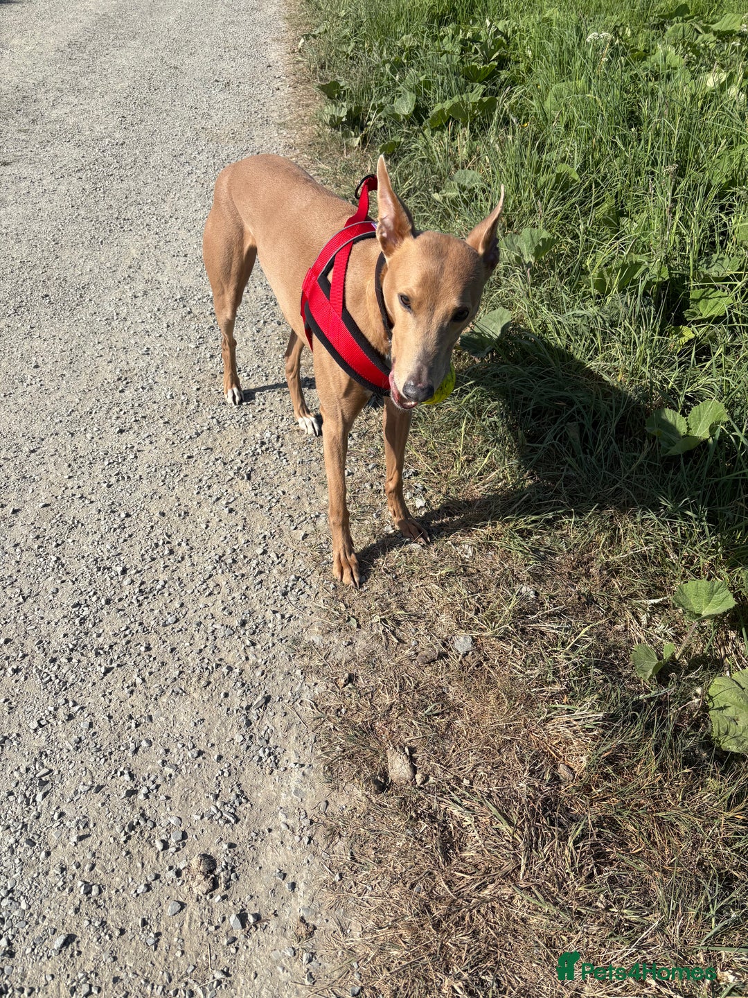 Mixed Breed dogs for sale: Rehoming 8 year old lurcher x greyhound - Advert 6
