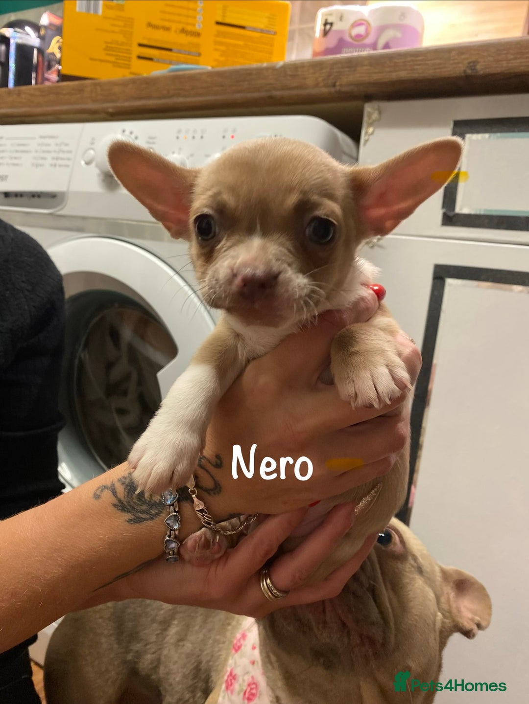 Mixed Breed dogs for sale: Adorable French Bulldog x Chihuahua Male Puppies - Image 6