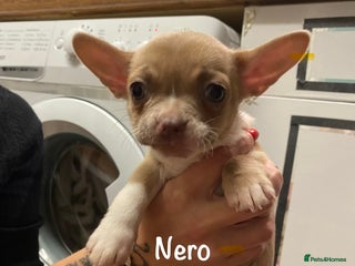 Mixed Breed dogs - Advert 2