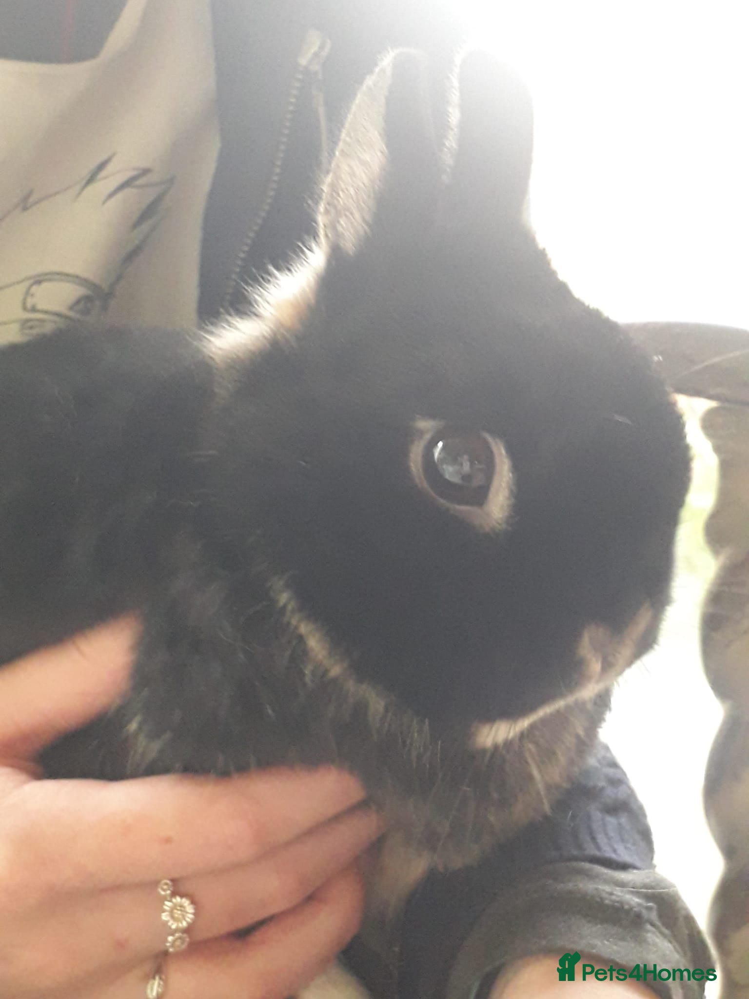 Netherland Dwarf rabbits Gorgeous bonded pair of 2 yr old Netherland Dwarfs - Advert 4