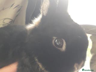 Netherland Dwarf rabbits Gorgeous bonded pair of 2 yr old Netherland Dwarfs - Advert 17