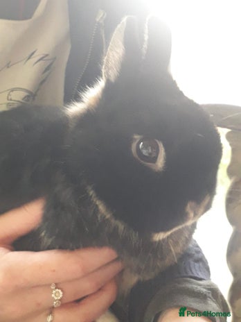 Netherland Dwarf rabbits - Advert 1