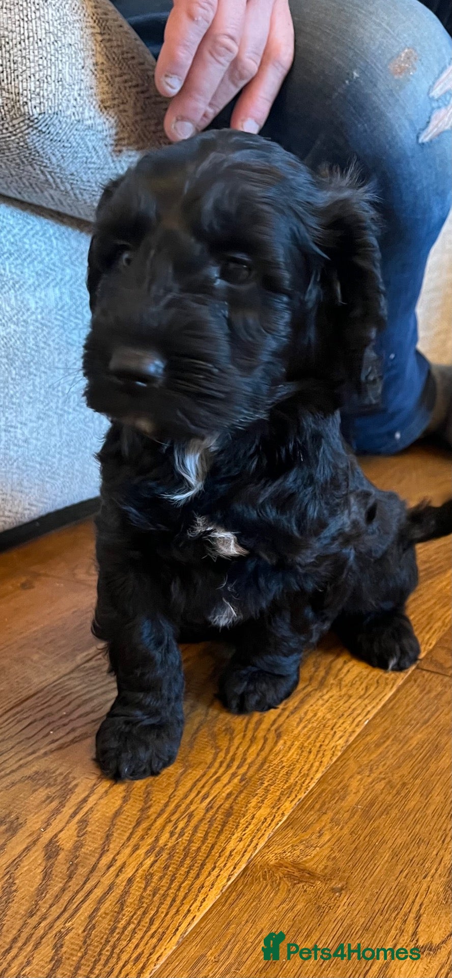 Cockapoo dogs for sale: Ready to go this week 2 females F1 Cockapoo pups - Advert 2