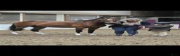 Hackney horses for sale: All Hands On Dec in Kilmarnock - Advert 7