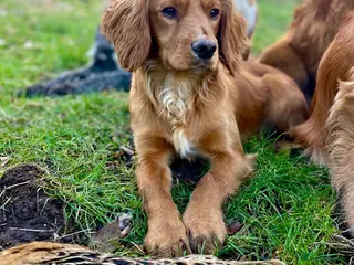Cocker Spaniel dogs Small, Compact KC reg,Health Tested Cocker at Stud - Advert 1