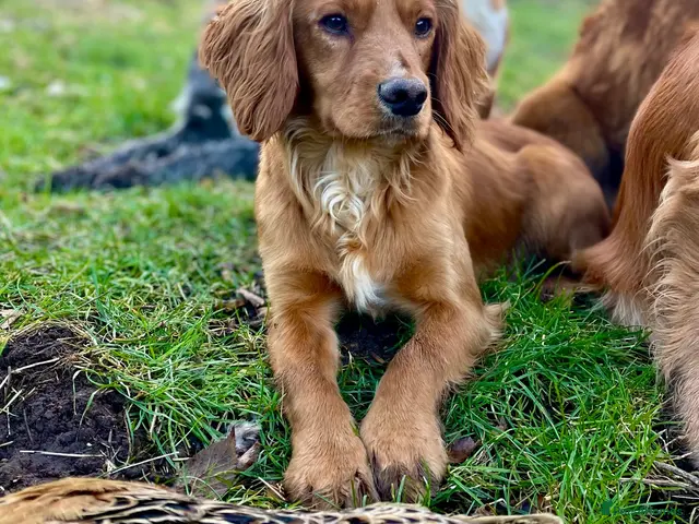 Cocker Spaniel dogs for stud: Small, Compact KC reg,Health Tested Cocker at Stud - Advert 1