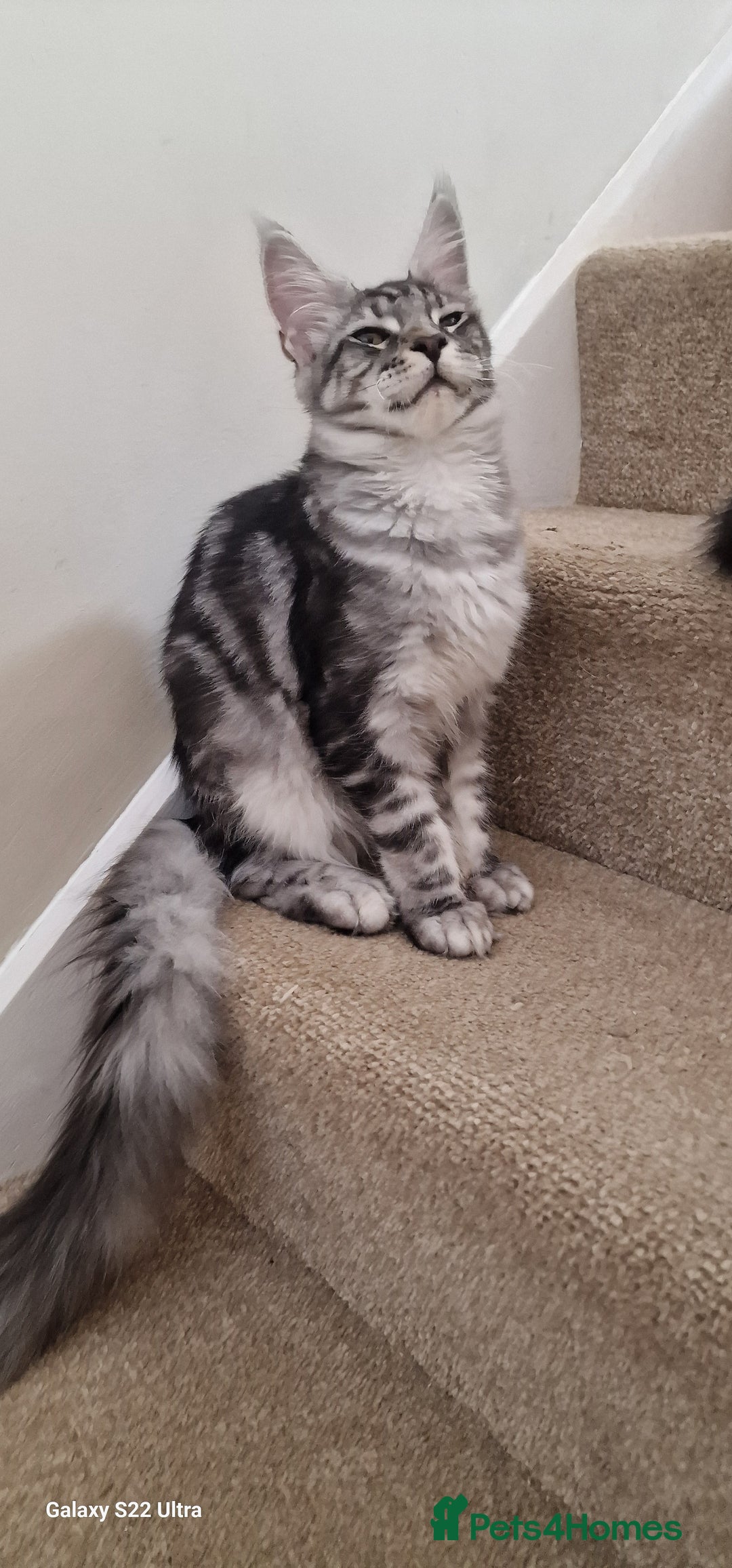 Maine Coon cats for sale: Pure maine coon kittens - Image 15