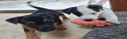 Jack Russell dogs for sale: Jack russel puppies one boy left - Advert 21