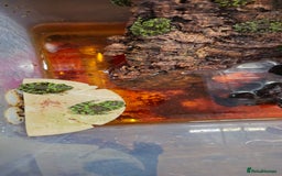Frog reptiles for sale: Theloderma corticale / vietnamese mossy frogs - Image 3