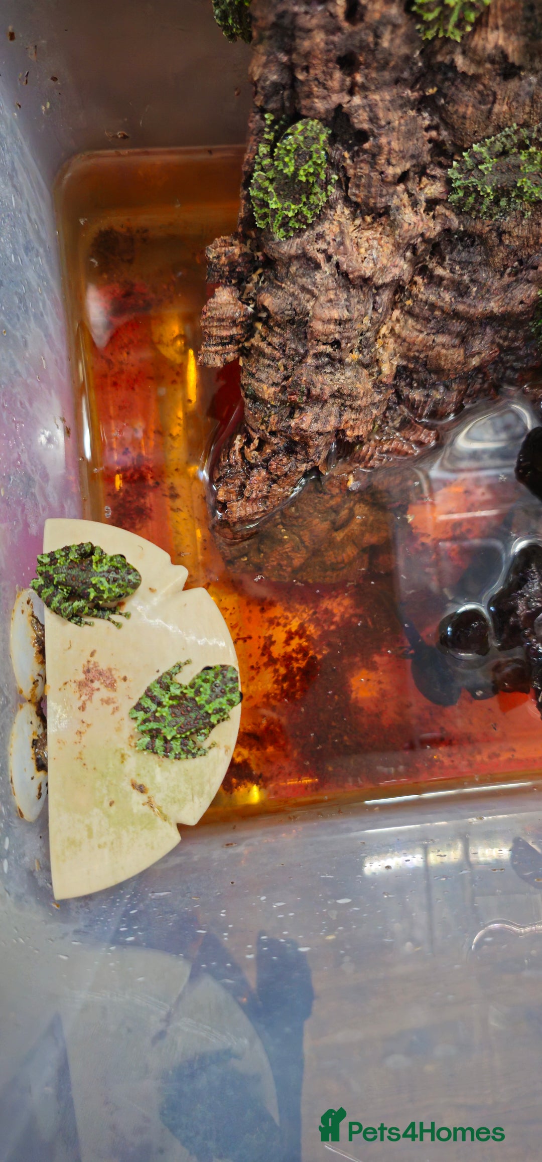 Frog reptiles for sale: Theloderma corticale / vietnamese mossy frogs - Image 3