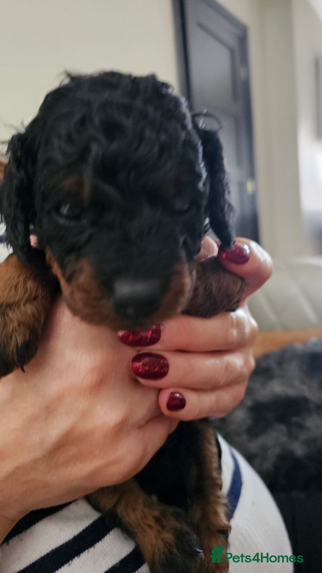Cockapoo dogs for sale: F2 Cockapoo puppies for sale  - Image 33