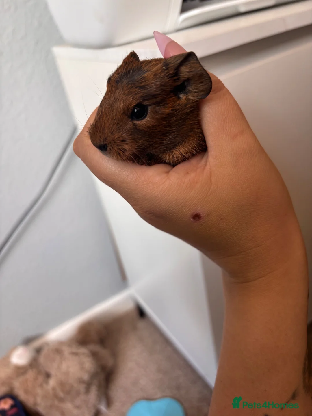 Guinea Pig rodents for sale: 2 male guinea pig babies! - Advert 1