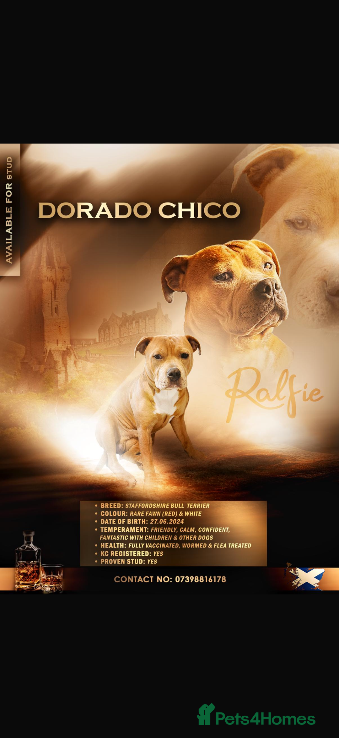 Staffordshire Bull Terrier dogs for sale: 💙Blue x Rare Fawn Staffordshire Bull Terrier Pups - Advert 7