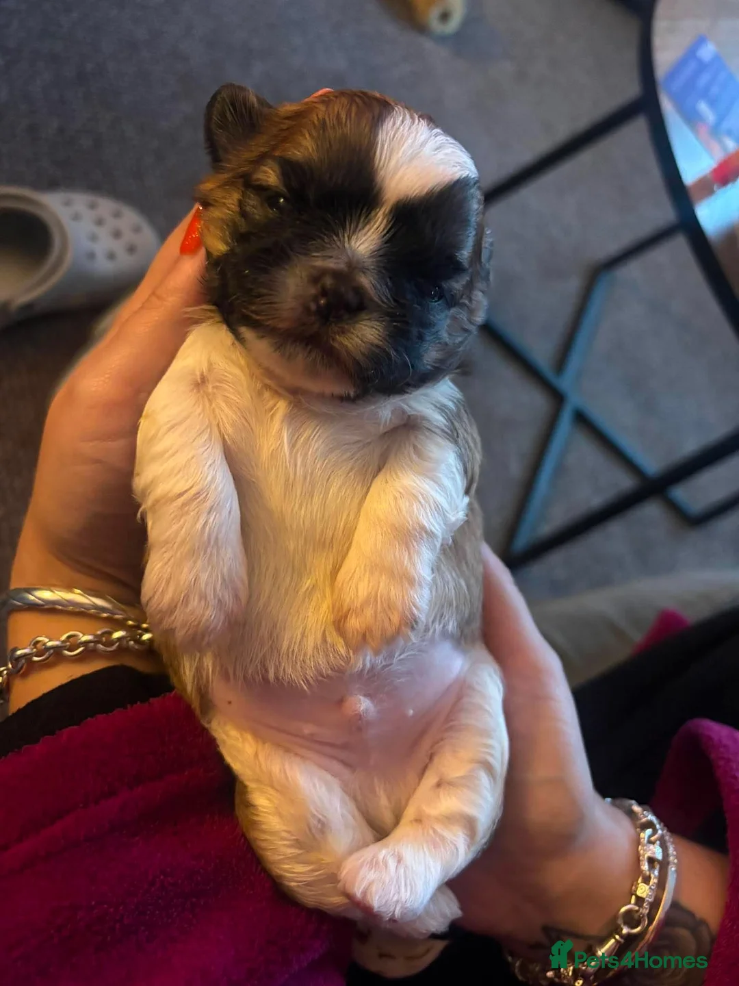Shih Tzu dogs for sale: 2 girls 1 boy available - Advert 2
