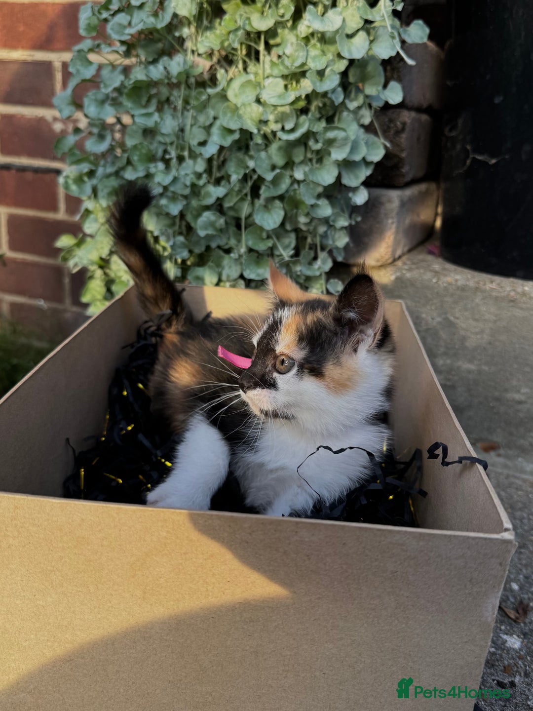 Domestic Shorthair cats for sale: 5 Beautiful fluffy Kittens - Image 9