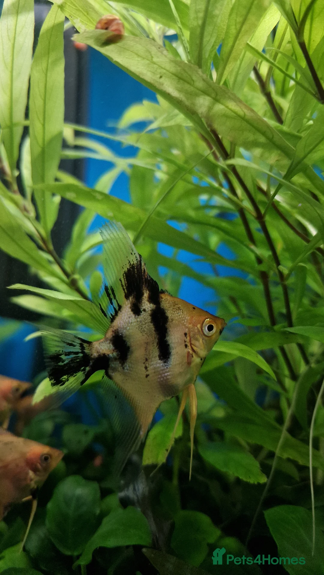 Angelfish fish for sale: Koi/Marble Angelfish - Advert 2