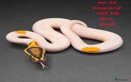 Python Snake reptiles for sale: Various ball python's  - Image 13