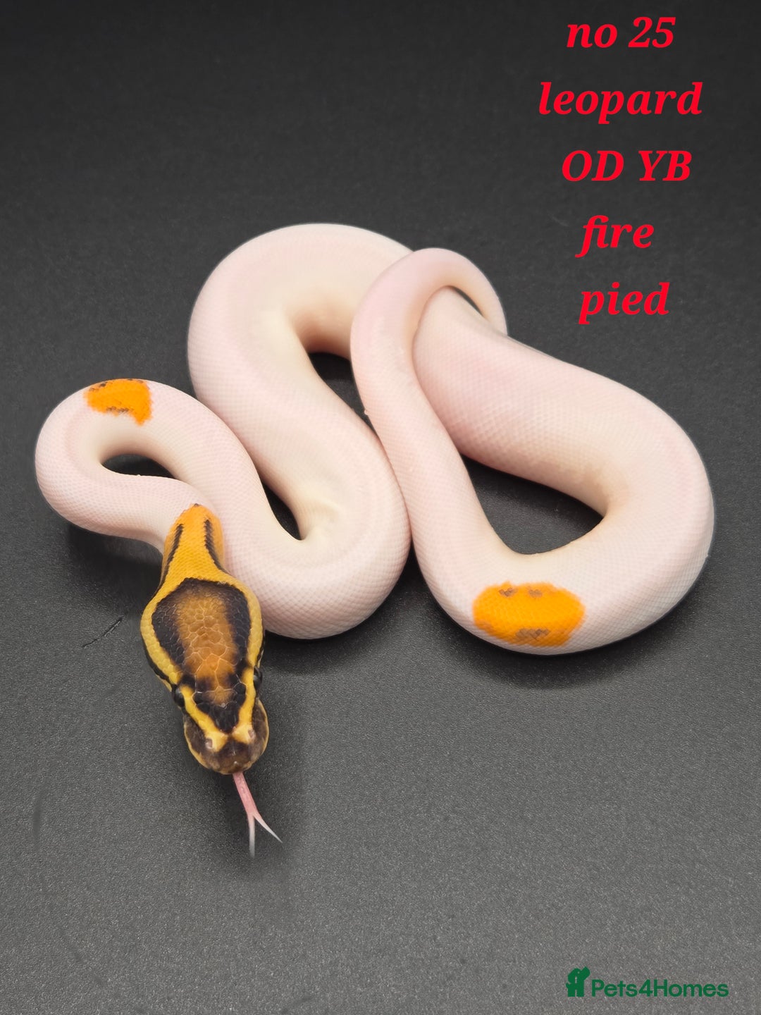 Python Snake reptiles for sale: Various ball python's  - Image 13
