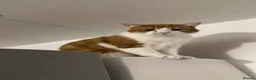 Mixed Breed cats for sale: Male cats to be rehomed, must be kept together - Advert 9