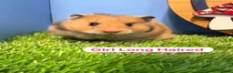 Hamster rodents for sale: Syrian Baby Hamster Babies Pedigree Well Handled  - Advert 4