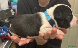 Mixed Breed dogs for sale: 4 Beautiful puppies looking for forever homes. - Image 6