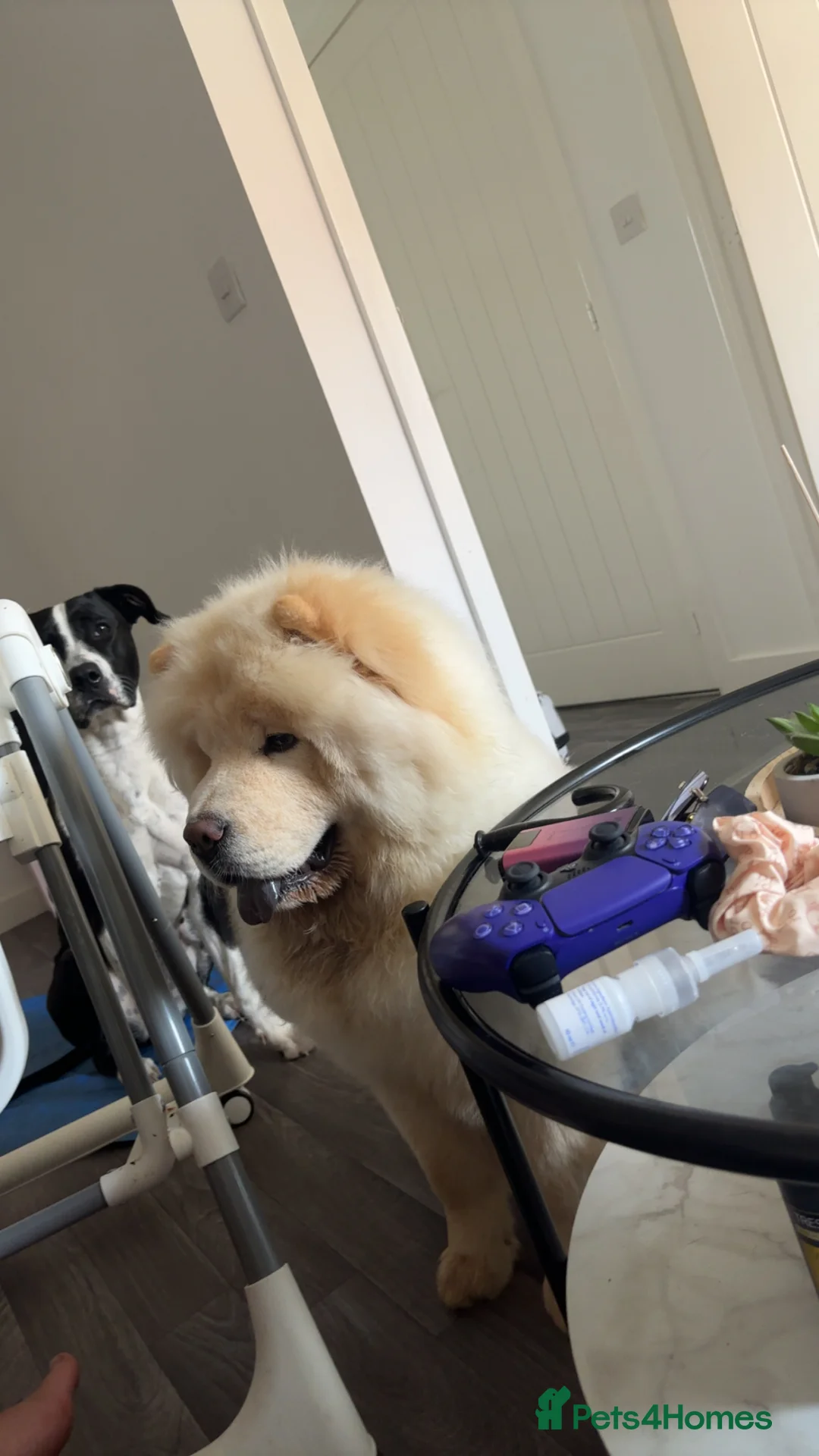 Chow Chow dogs for sale: Yogi  in Redditch - Advert 2
