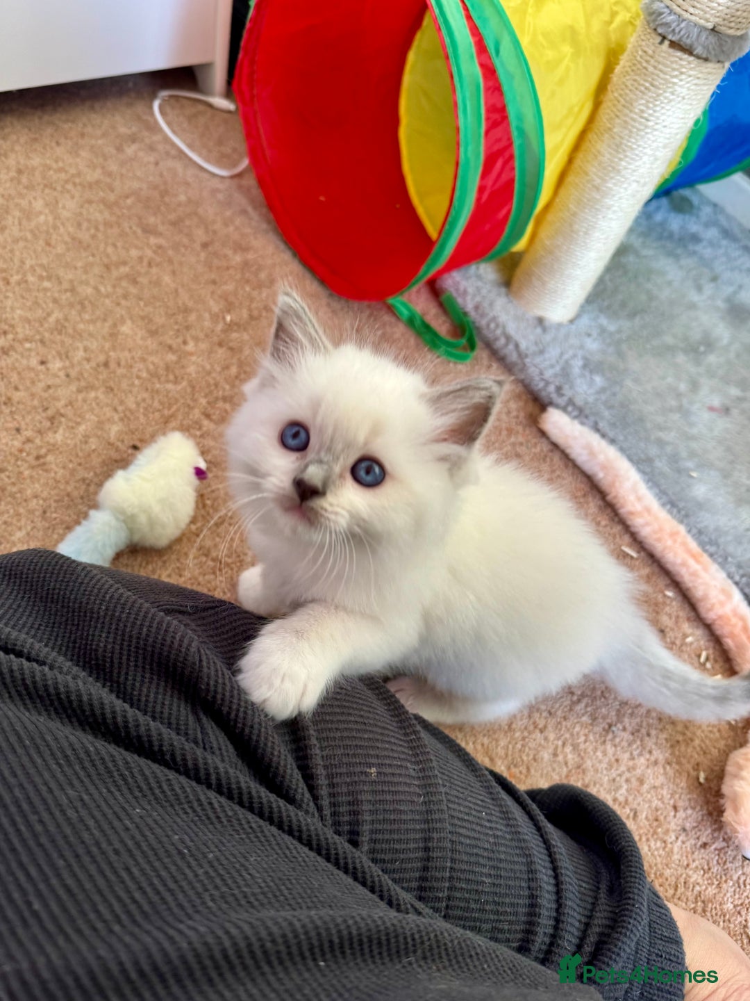 Ragdoll cats for sale: Beautiful Registered Ragdoll Kittens Available  - Advert 3