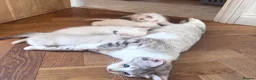 Ragdoll cats for sale: Ragdoll x Snow Bengal kittens 🐾 in Bude - Advert 4