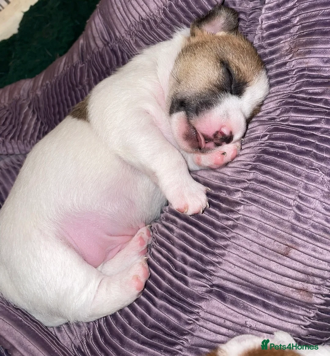 Jack Russell dogs for sale: Jack Russel pups - Advert 8