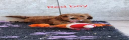 Cavapoochon dogs for sale: 🥰 Cavapoochons 🥰 - Advert 9